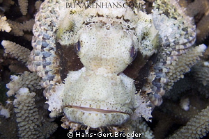 Bearded Scorpionfish
Bunaken,Sulawesi,Indonesia, 
Canon... by Hans-Gert Broeder 